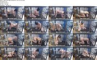 Cage Time With Greyhound   02.21.22  02.ScrinList 200x125 - Rachel Greyhound PackVideo