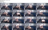 Cage Struggles   05.02.22  01.ScrinList 200x125 - Rachel Geyhound Cage Struggles 720p
