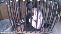 tdbd 1704 00001 200x113 - Rachel Greyhound in a cage
