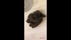 Big plop pile &56757657657 messy asshole 00002